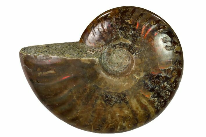 Red Flash Ammonite Fossil - Madagascar #151730